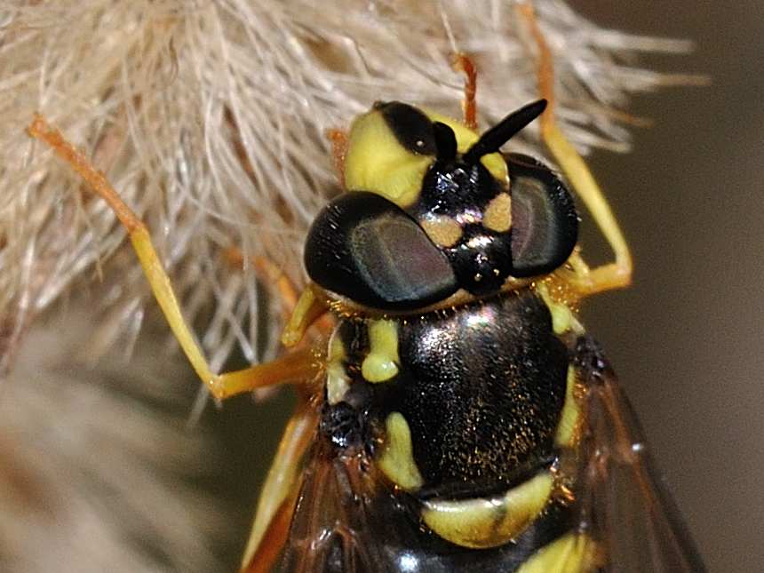 Chrysotoxum sp